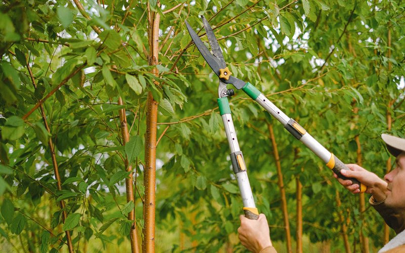 Tree trimming in Baring, MO